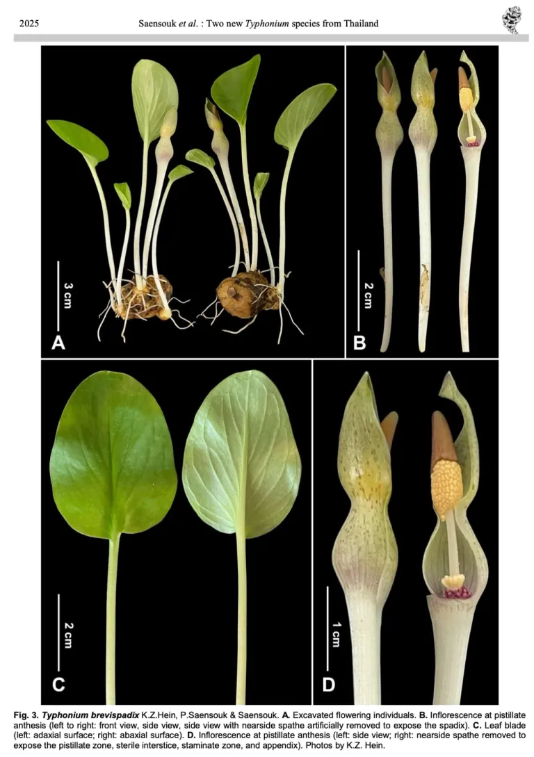 อุตพิตช่อสั้น (Typhonium brevispadix K.Z.Hein, P.Saensouk & Saensouk)