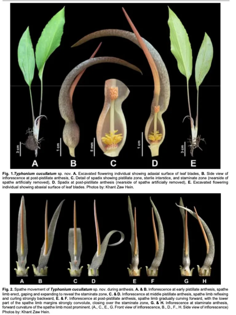 อุตพิตอินโดจีน (Typhonium cucullatum K.Z.Hein, P.Saensouk & Saensouk)