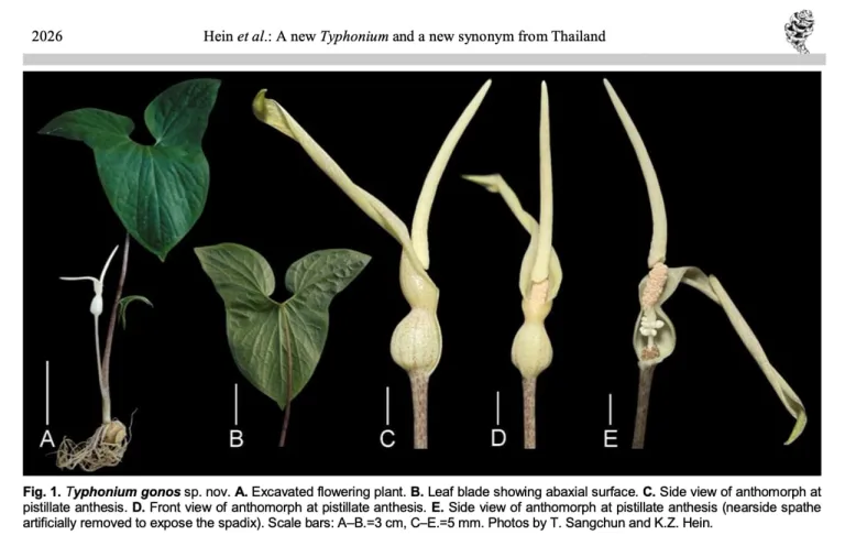 อุตพิตเมืองแพร่ (Typhonium gonos K.Z.Hein & Saensouk)