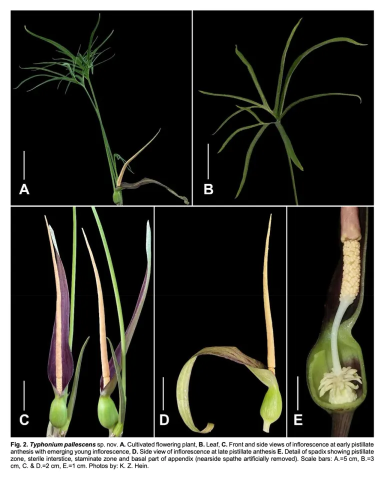 อุตพิตสีจาง (Typhonium pallescens K.Z.Hein, Saensouk & Naive)