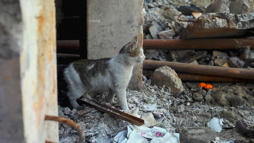 ภาพจากสารคดี US, Our Pets and The War