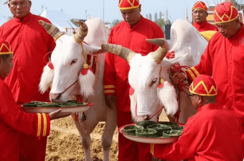 พระโคเสี่ยงทายของกิน 7 สิ่ง.png