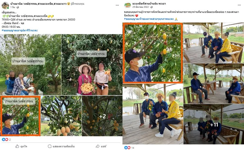 ภาพบันทึกหน้าจอแสดงภาพจากเพจปลอม (ซ้าย) เปรียบเทียบกับ ภาพจากเพจมะยงชิดที่สวนบ้านฉัน พะเยา (ขวา)