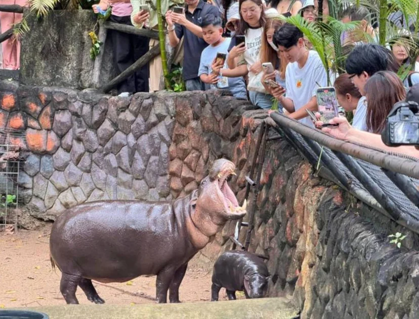 หมูเด้ง ฮิปโปแคระ