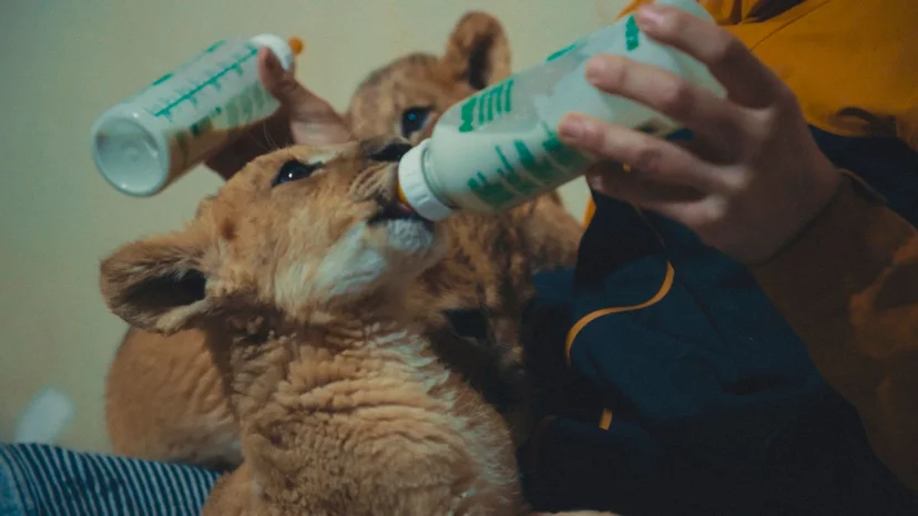 ภาพจากสารคดี US, Our Pets and The War