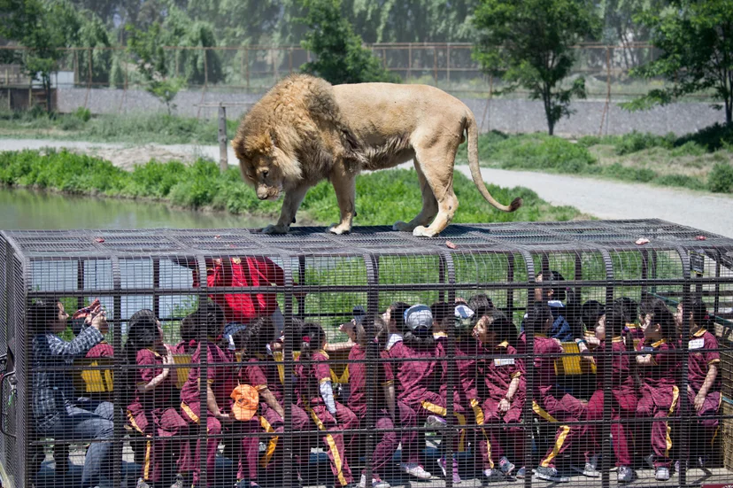 สวนสัตว์เปิดในชีลี กับกิจกรรมเสี่ยงอันตรายที่ได้รับความนิยม (Photo by MARTIN BERNETTI/AFP)
