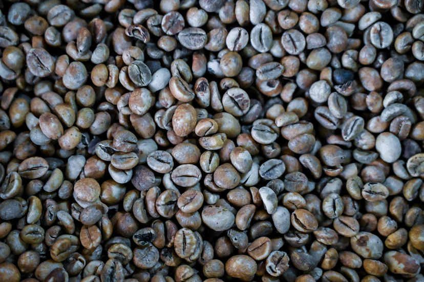กาแฟโรบัสต้า มีปริมาณคาเฟอีนสูง ปลูกง่ายและมีราคาถูก (Photo by CHAIDEER MAHYUDDIN / AFP)