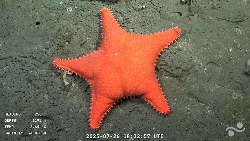 ภาพจาก: Handout/Schmidt Ocean Institute/ROV SuBastian/AFP
