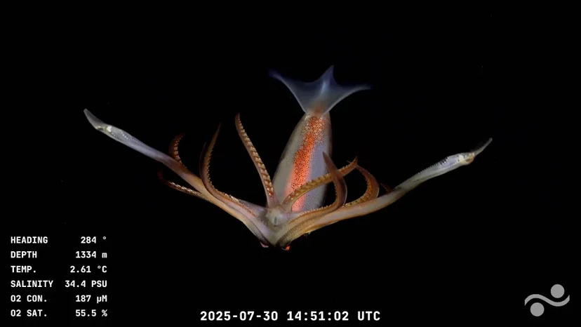 ภาพจาก: Handout/Schmidt Ocean Institute/ROV SuBastian/AFP