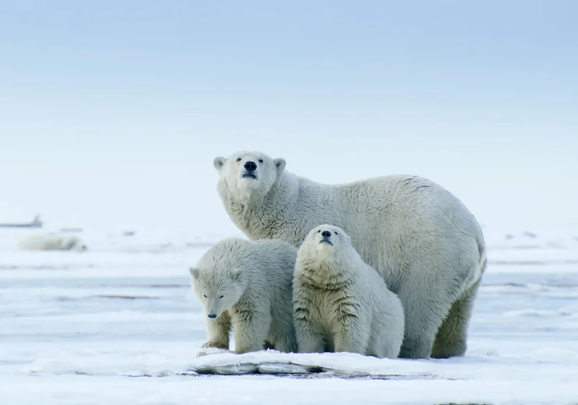 ภาพจากสารคดีเรื่อง America's Arctic - A Refuge Imperiled สู่ดินแดนอาร์กติกอันกว้างไกล