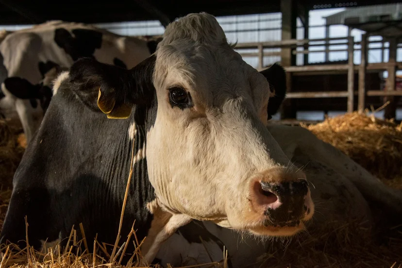 ภาพจากสารคดีเรื่อง COW
