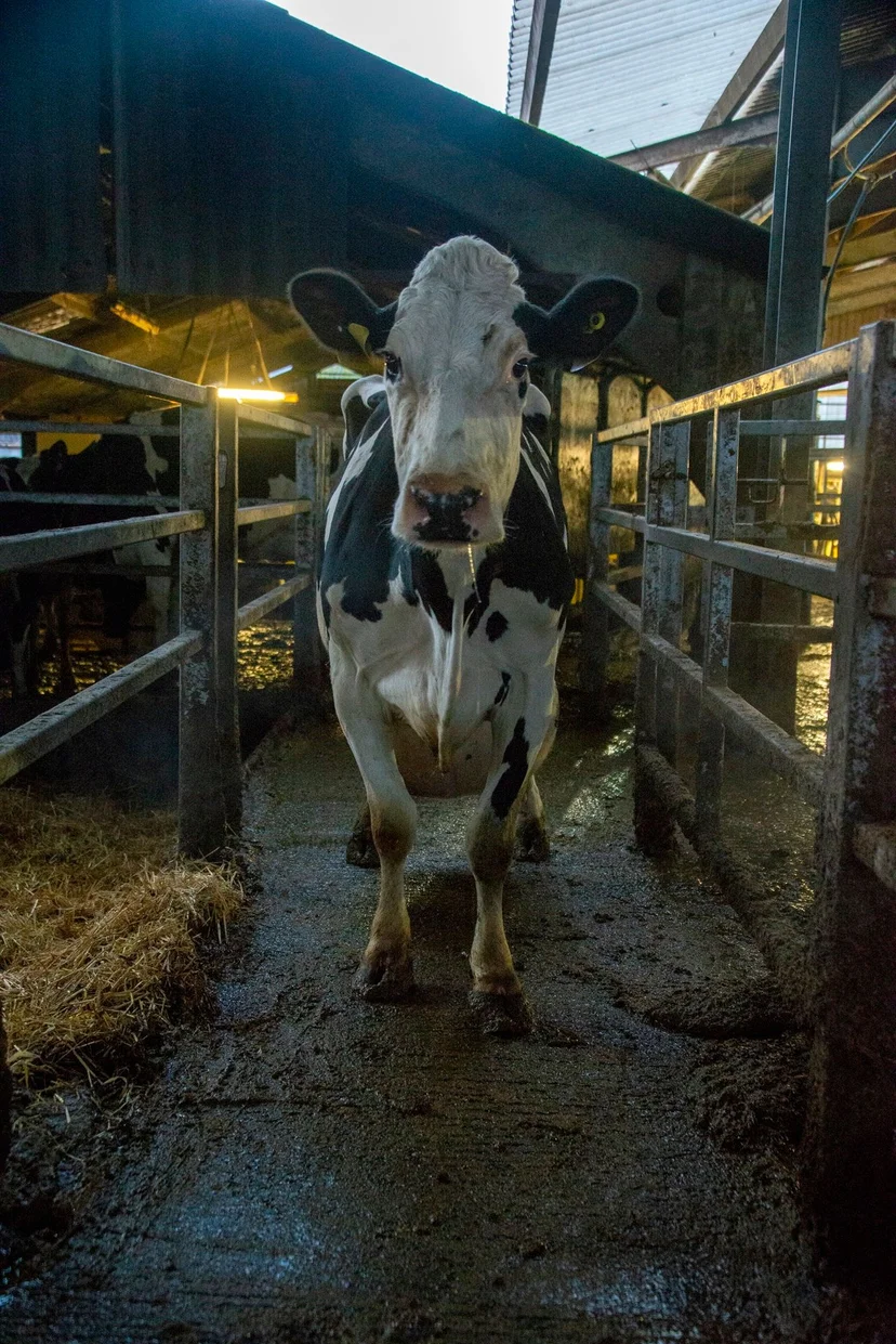 ภาพจากสารคดีเรื่อง COW