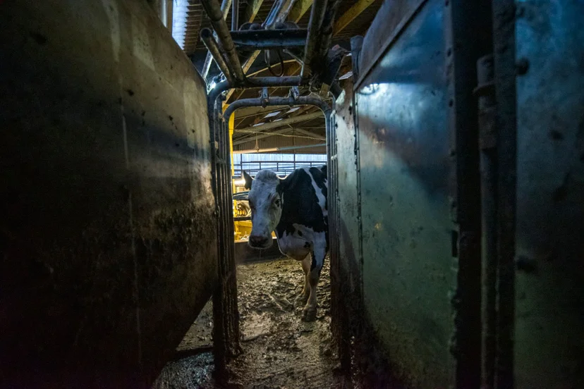 ภาพจากสารคดีเรื่อง COW