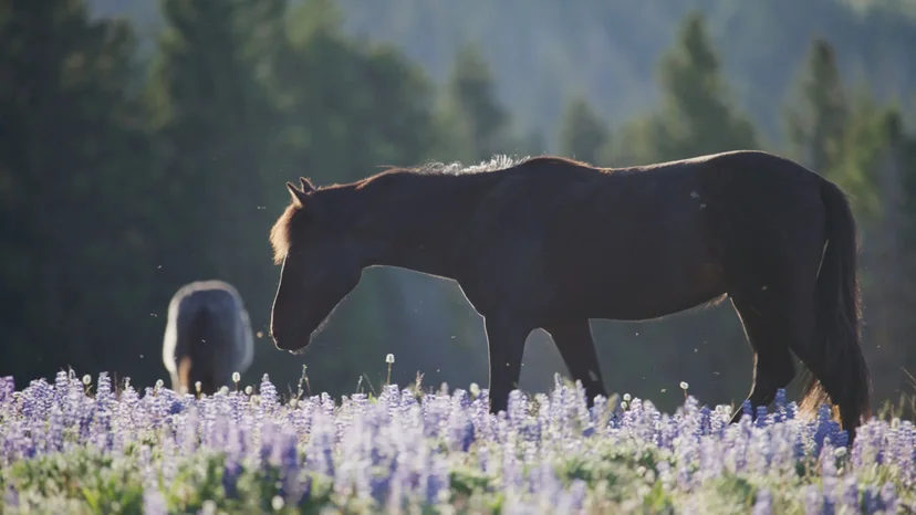 ภาพจากสารคดี Horse Power - American Legacies