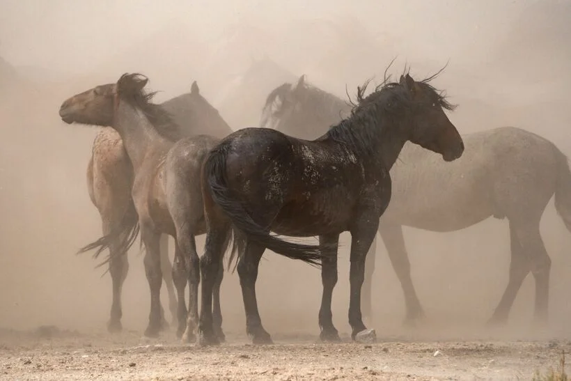 ภาพจากสารคดี Horse Power - American Legacies