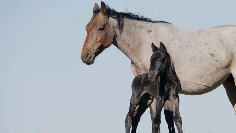 ภาพจากสารคดี Horse Power - American Legacies