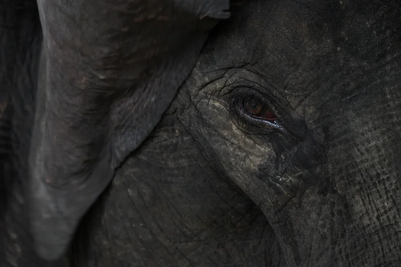 น้ำตาช้างที่อาจไม่ได้เกิดจากความเสียใจ (Photo by Manan VATSYAYANA/AFP)