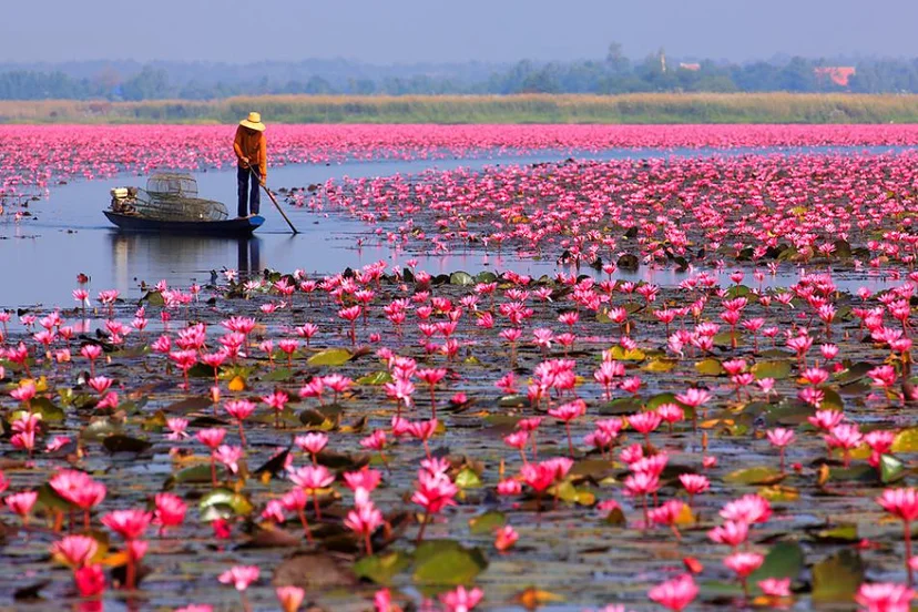 ทะเลบัวแดง ภาพจาก องค์การบริหารส่วนตำบลโพนงาม อำเภอหนองหาน จังหวัดอุดรธานี