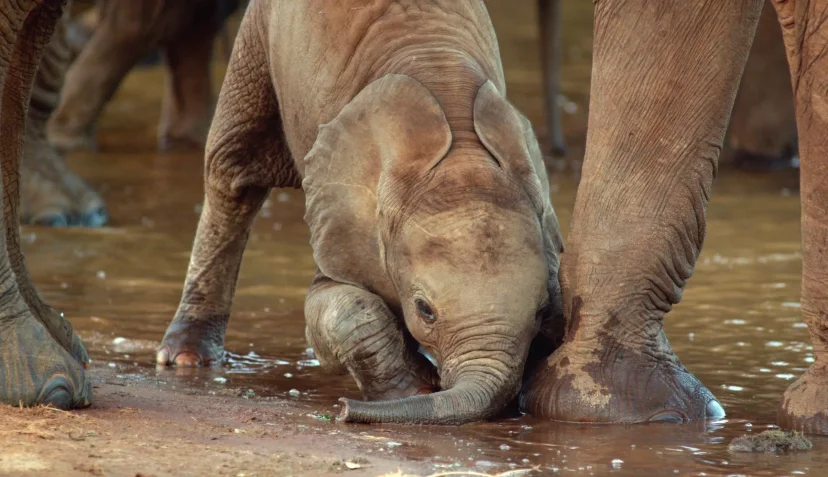 ภาพจากสารดคี Once Upon a Time in Tsavo