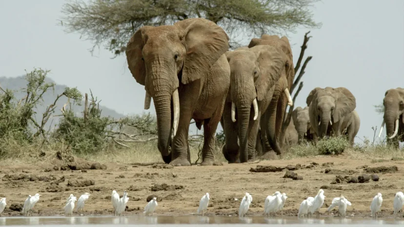 ภาพจากสารดคี Once Upon a Time in Tsavo