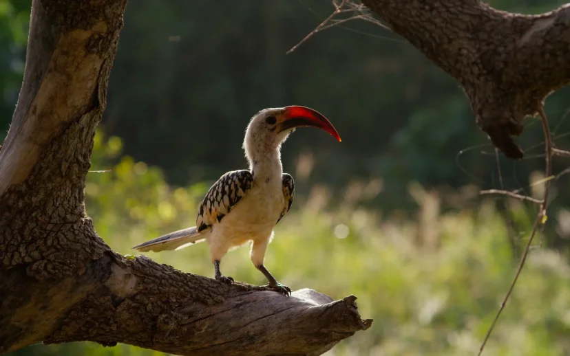 ภาพจากสารดคี Once Upon a Time in Tsavo