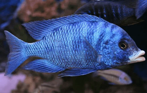 ปลาหมอฟีโนชิลัสปากขาว (Placidochromis phenochilus Mdoka white lips)
