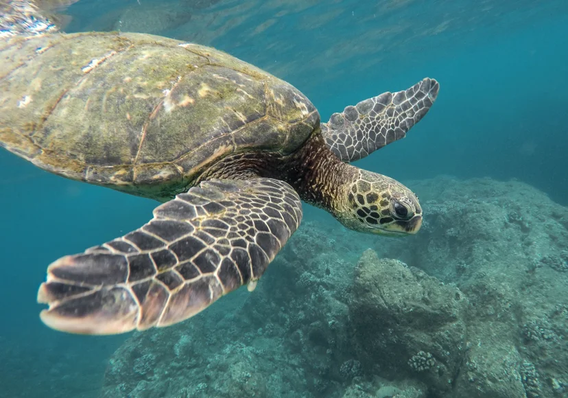 เต่าทะเล (Sea ​Turtle)