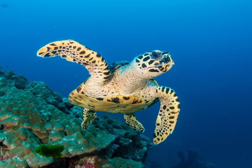 เต่าทะเล (Sea ​Turtle)