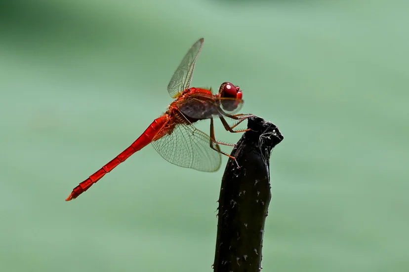 แมลงปอออกล่าเหยื่อก่อนและหลังฝนตก (Photo by Roslan RAHMAN/AFP)