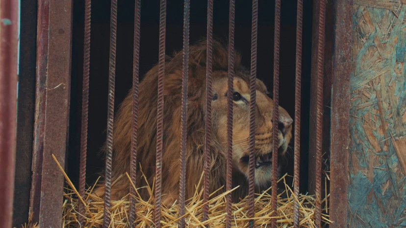 ภาพจากสารคดี US, Our Pets and The War