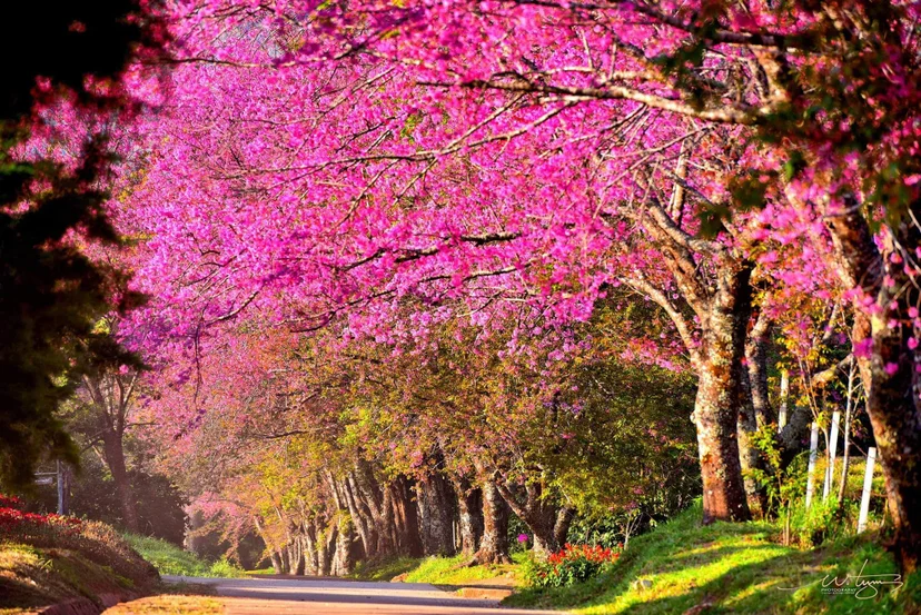 ศูนย์วิจัยเกษตรหลวงเชียงใหม่(ขุนวาง)
