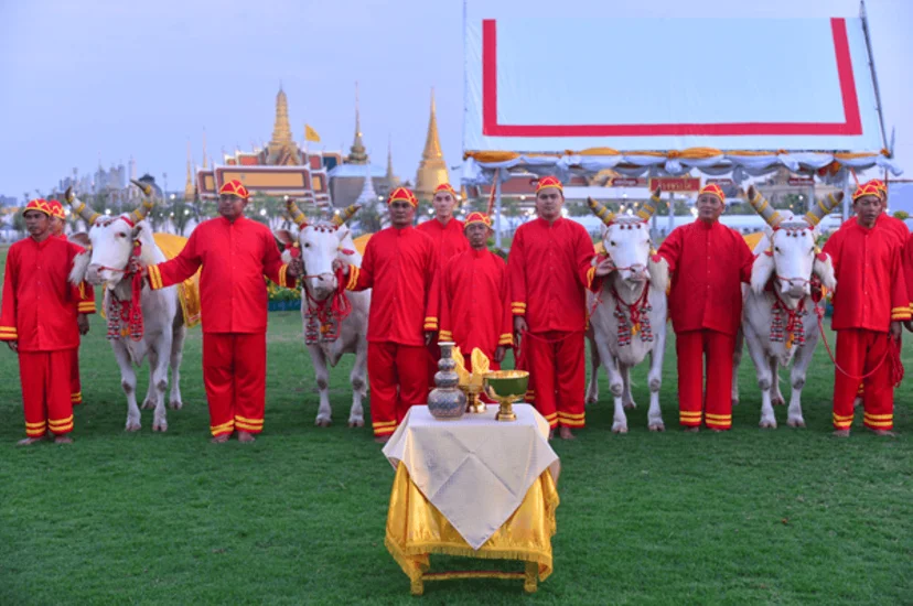 พระโคเสี่ยงทายในพระราชพิธีจรดพระนังคัลแรกนาขวัญ.png