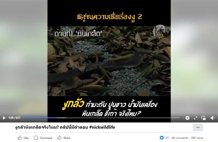 ภาพถ่ายหน้าจอของวิดีโอพิสูจน์ความเชื่อเรื่องงู