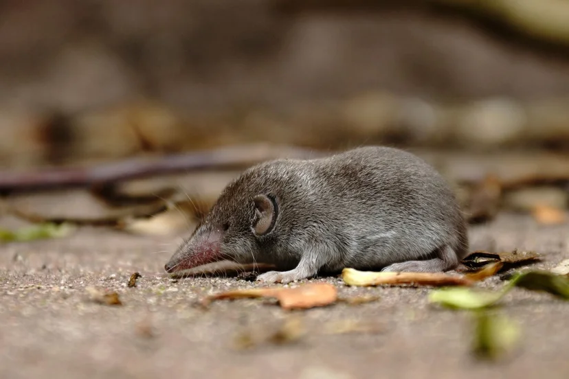 ไวรัสแลงยา มีรหัสพันธุกรรมคล้ายรหัสพันธุกรรมจากหนูที่มีปากยาวแหลม (shrews) 