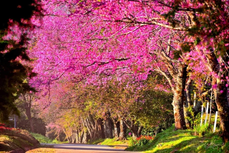 ศูนย์วิจัยเกษตรหลวงเชียงใหม่(ขุนวาง)