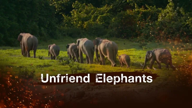 ภาพจากสารคดี Unfriend Elephants