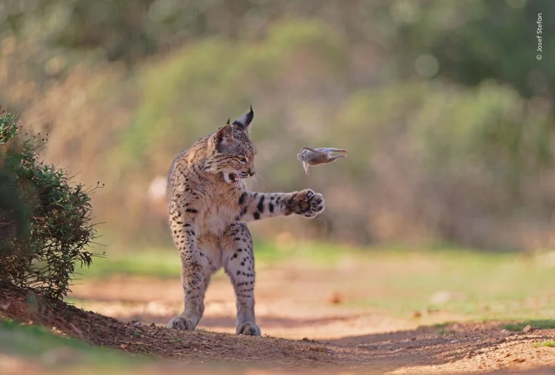 &lsquo;Flying Rodent&rsquo; ภาพลิงซ์ไอบีเรียกำลังเล่นกับเหยื่อฟันแทะตัวหนึ่งในสเปน รางวัลชนะเลิศ WPY People&rsquo;s Choice 2026 (เครดิต: Josef Stefan/Wildlife Photographer of the Year)