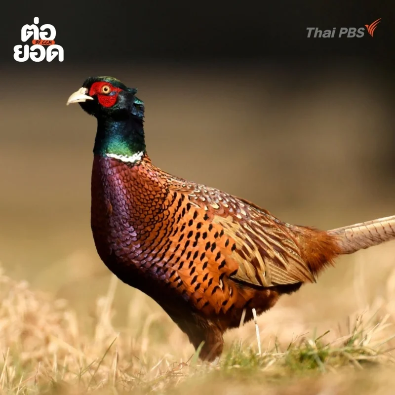 ไก่ฟ้าสีเขียวมรกต