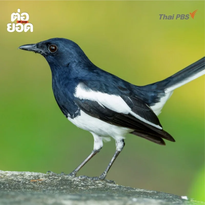 นกสาลิกาปากดำ