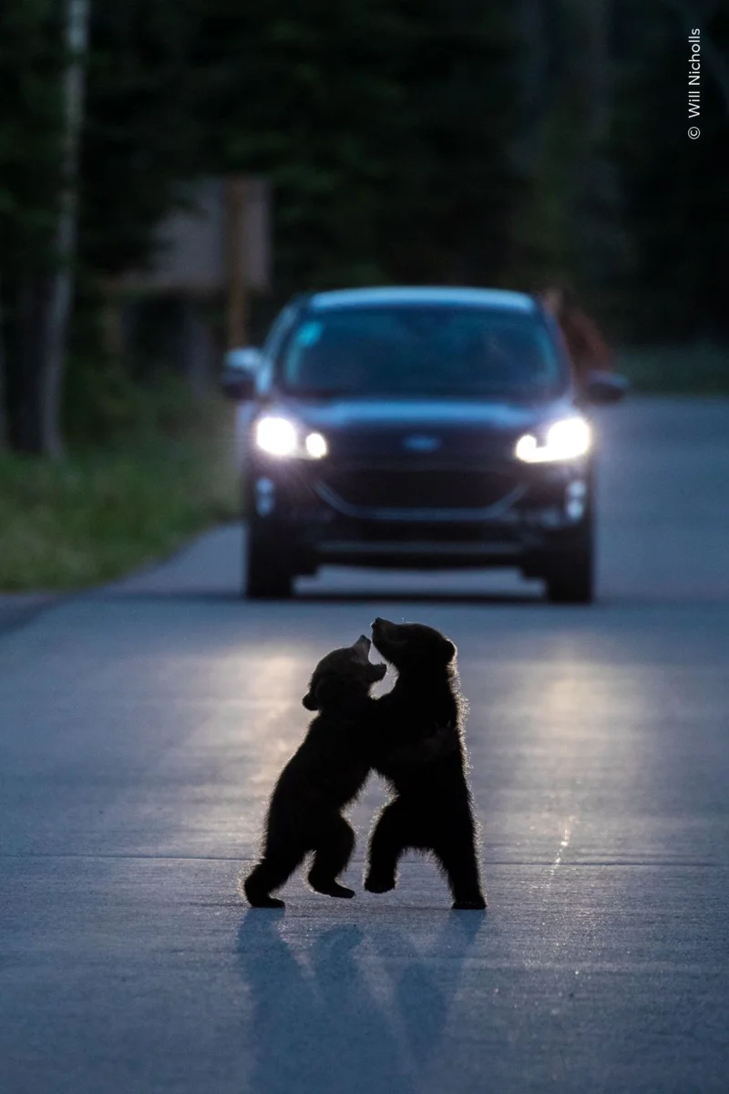 &lsquo;Dancing in the Headlights&rsquo; ภาพลูกหมีกำลังเล่นต่อสู้ขณะมีรถขับใกล้ในแคนาดา รางวัลรองชนะเลิศ WPY People&rsquo;s Choice 2026 (เครดิต: Will Nicholls/Wildlife Photographer of the Year)