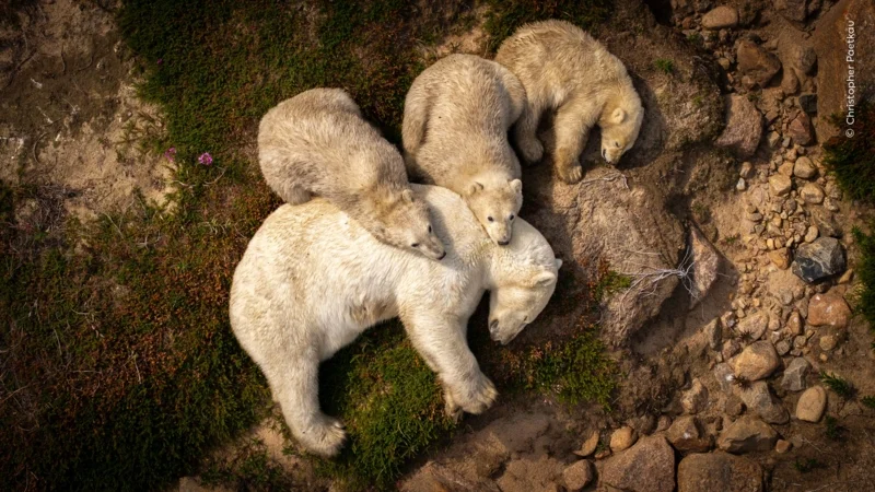 &lsquo;Family Rest&rsquo; ภาพแม่หมีขั้วโลกพร้อมลูก ๆ นอนพักท่ามกลางแสงแดดฤดูร้อน รางวัลรองชนะเลิศ WPY People&rsquo;s Choice 2026 (เครดิต: Christopher Paetkau/Wildlife Photographer of the Year)