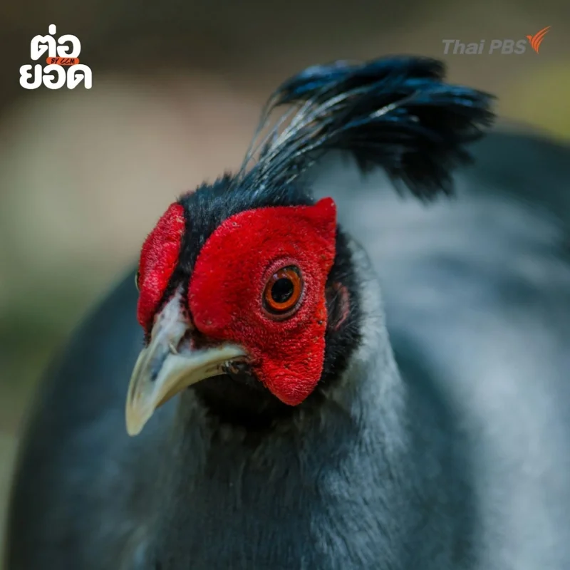 ไก่ฟ้าพญาลอ