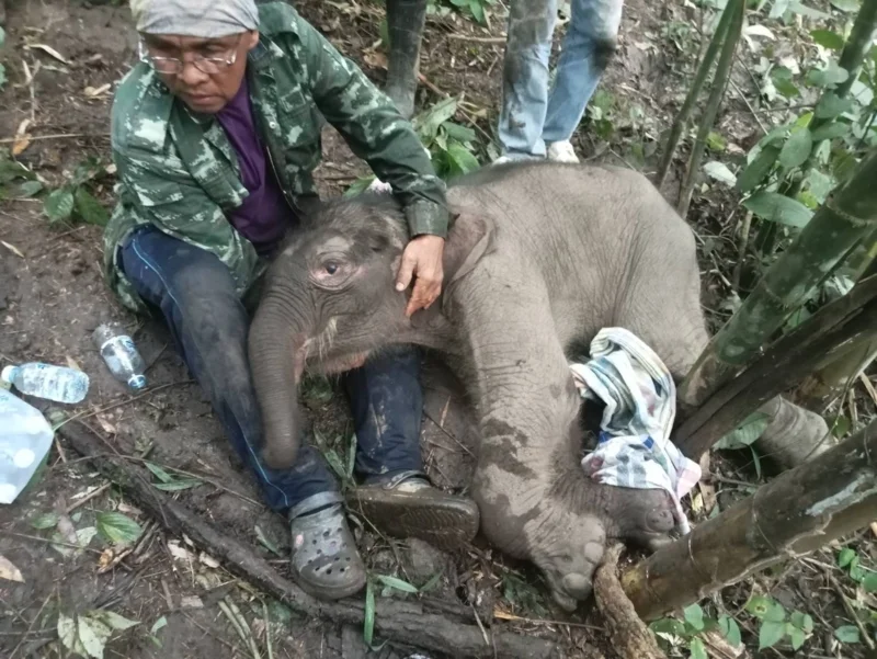 "น้องข้าวต้ม" ลูกช้างป่าพลัดหลง (ภาพจากเฟซบุก กรมอุทยานแห่งชาติ สัตว์ป่า และพันธุ์พืช)