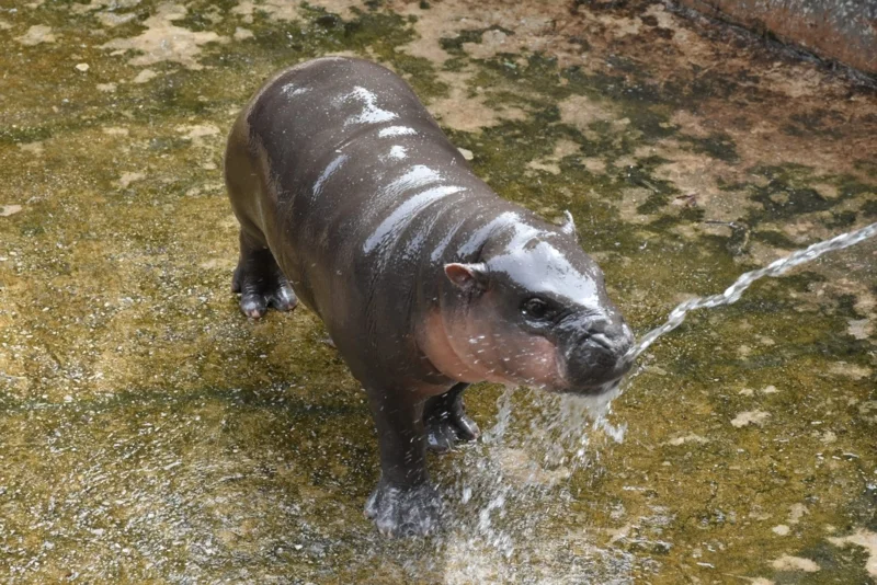 หมูด้วง แห่งสวนสัตว์ขอนแก่น (ภาพจากเฟสบุ๊คสวนสัตว์ขอนแก่น)
