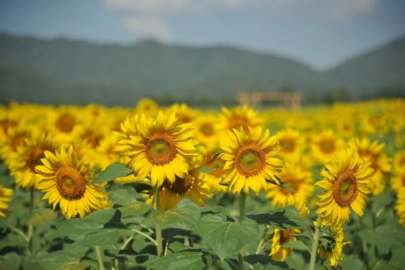 ทุ่งดอกทานตะวัน เขาจีนแล