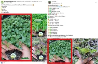 ภาพบันทึกหน้าจอแสดงภาพจากเพจปลอม (ซ้าย) เปรียบเทียบกับ ภาพจากเพจ "ผักเคล คะน้าใบหยิกภาคอีสาน kale" (ขวา)