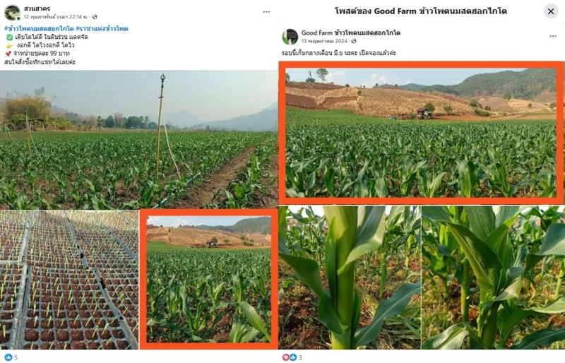ภาพบันทึกหน้าจอเพจปลอม (ซ้าย) เปรียบเทียบกับภาพจากโพสต์ของเพจเฟซบุ๊ก "Good Farm ข้าวโพดนมสดฮอกไกโด" (ขวา)