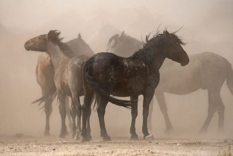 ภาพจากสารคดี Horse Power - American Legacies