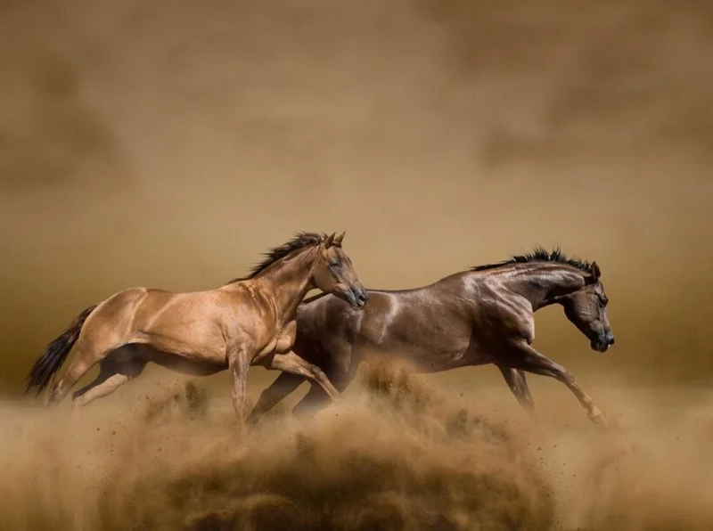 ภาพจากสารคดี Horse Power - American Legacies