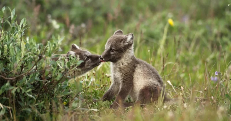 ภาพจากสารคดีเรื่อง America's Arctic - A Refuge Imperiled สู่ดินแดนอาร์กติกอันกว้างไกล